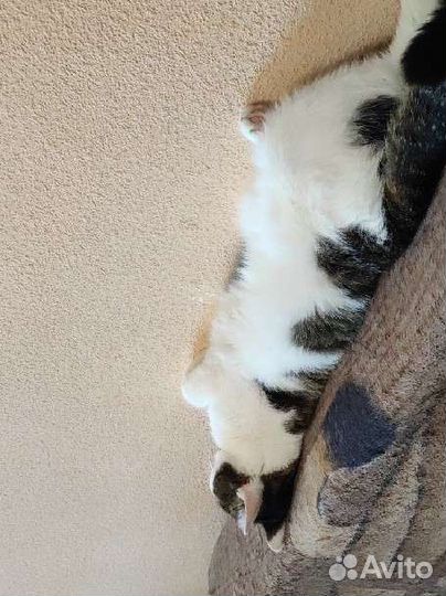 Котик Григорий ищет дом