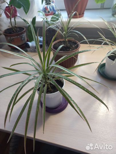 Пальма драцена