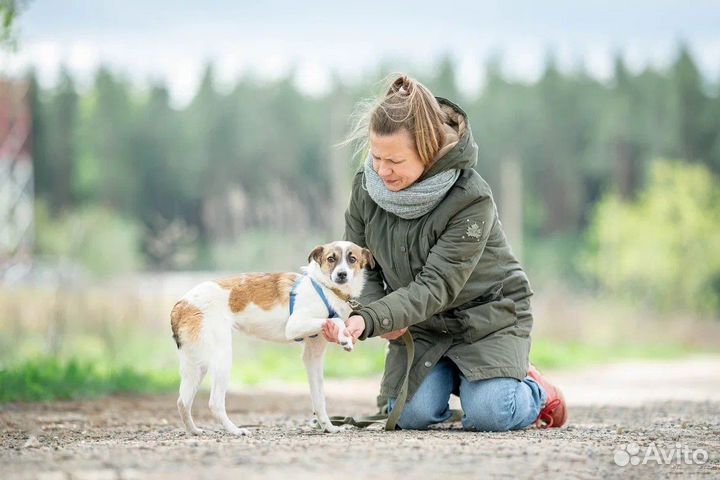 Маленькая собака в добрые руки