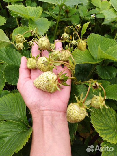 Клубника рассада