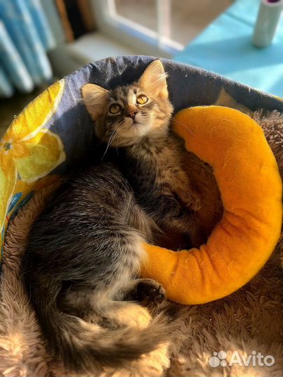 Котик бесплатно