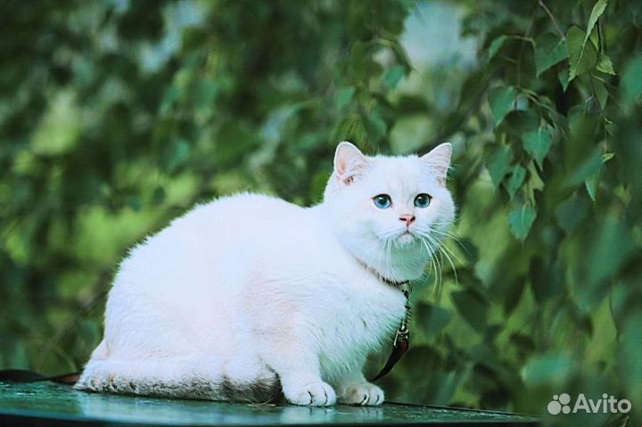 Британский кот для вязки