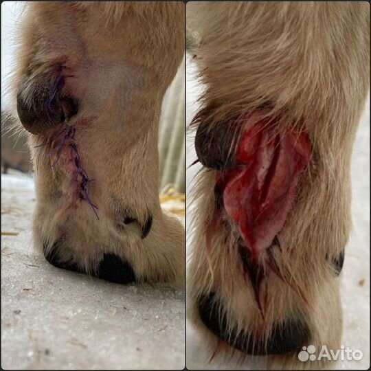 Ветеринарный врач на дом (+узи, тонометрия)