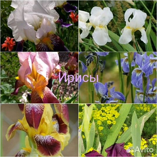 Многолетники травянистые