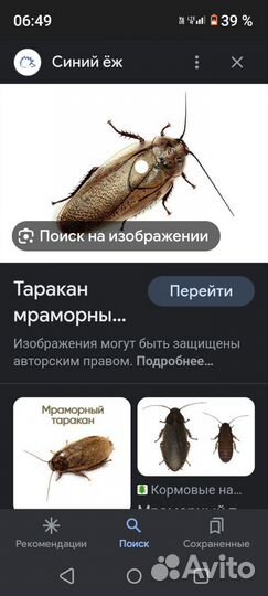 Мраморный таракан