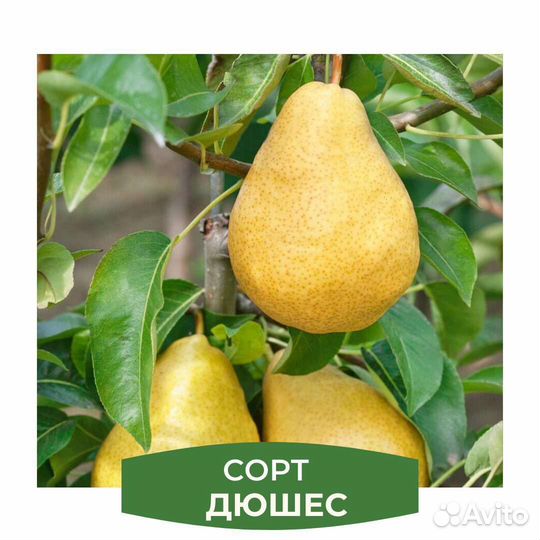 Плодовые деревья