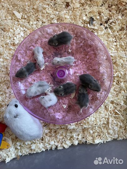 Джунгарские хомячки