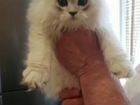 Кот на вязку Перс classic с достойной родословной объявление продам