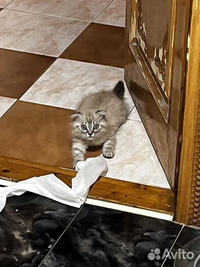 Отдам кошку в добрые руки