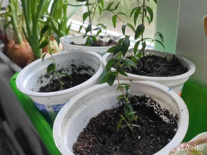 Отводки мирта