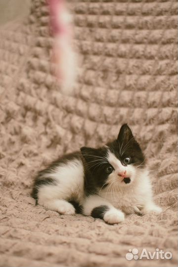 Котенок Умка 2,5 месяца