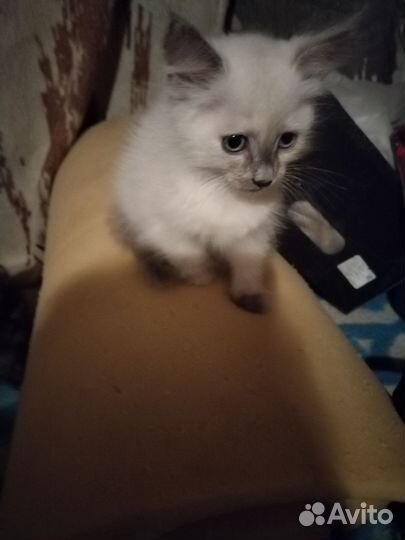 Кошка в дар бесплатно