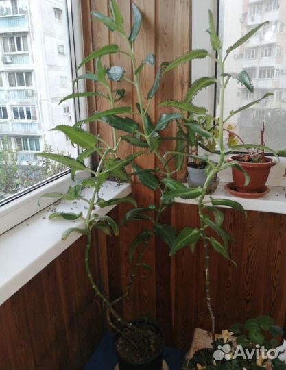 Каланхоэ дегремона