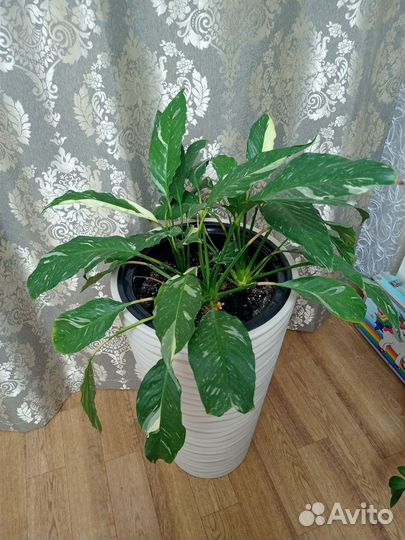 Спатифиллум Домино
