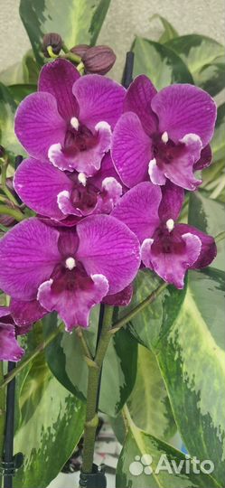 Орхидея Фаленопсис Биг Лип Калиста