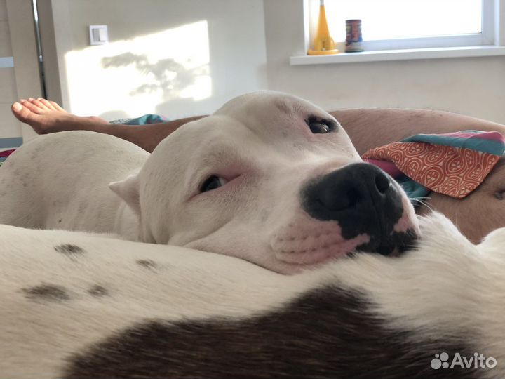 Вязка питбуль