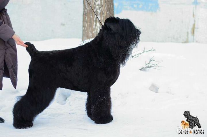 Щенки Русского Чёрного Терьера