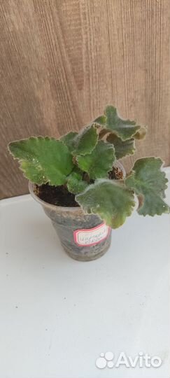 Фиалки сортовые (стартер и пасынок)