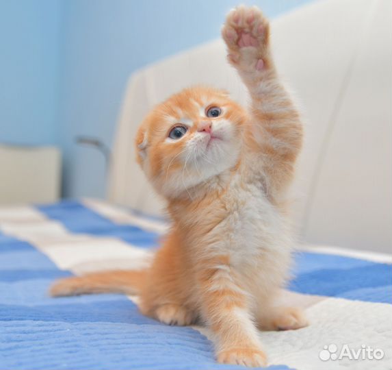 Шотландский котёнок