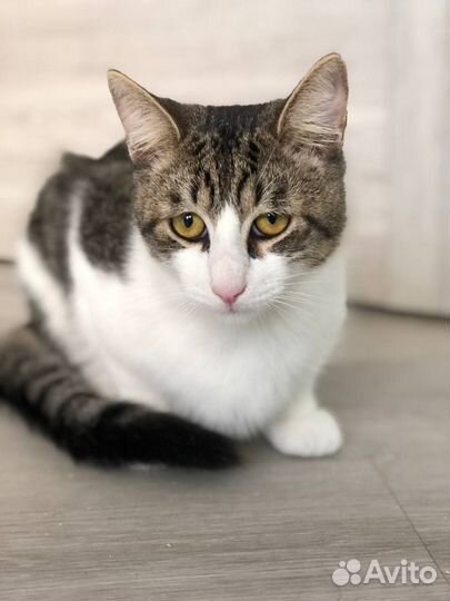 Котёнок Роберт