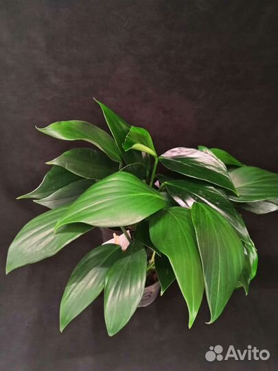 Филодендрон драгон тейл 14/35-40