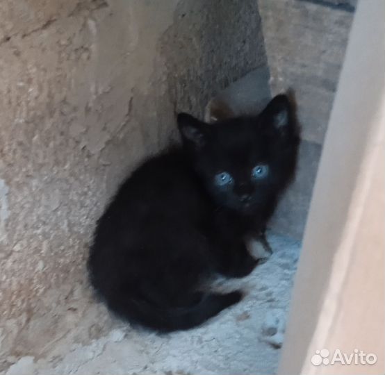 Котята в добрые руки бесплатно