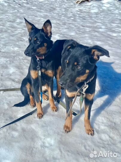 Собаки в дар в добрые руки