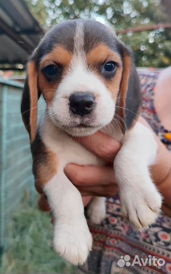 Щенки Бигль