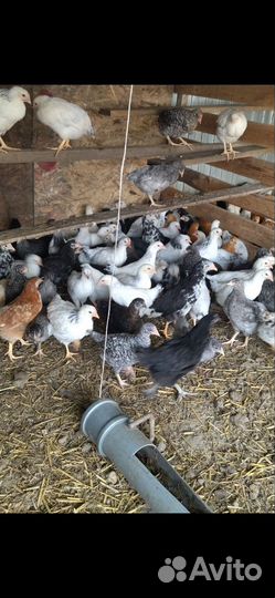 Куры молодки несушки домашние