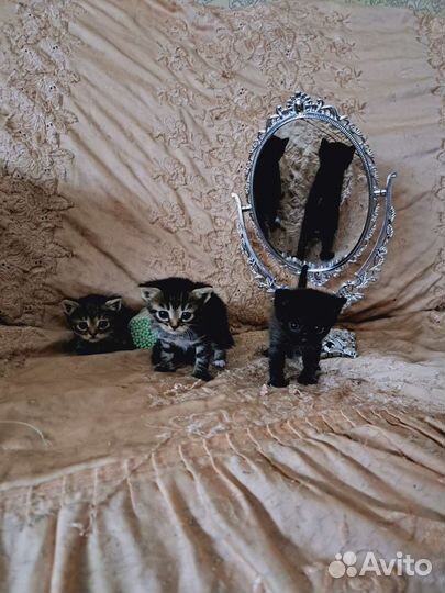 Кошка в дар бесплатно