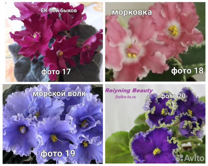 Листья и детки фиалок