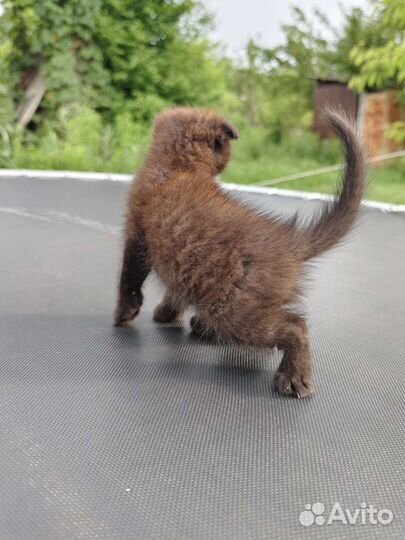 Кошки породистые бесплатно