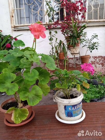 Продам цветы комнатные