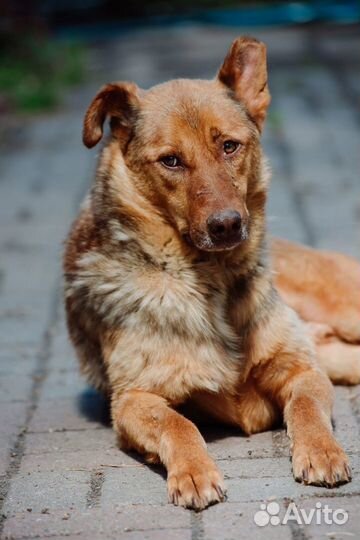 Грозный внешне, мягкий внутри пёс в частный дом