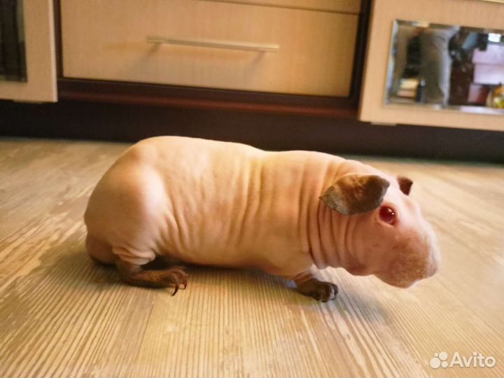 Самец Скинни Вязка