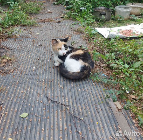 Кошка в добрые руки