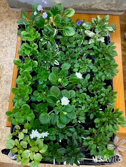 Сортовые фиалки