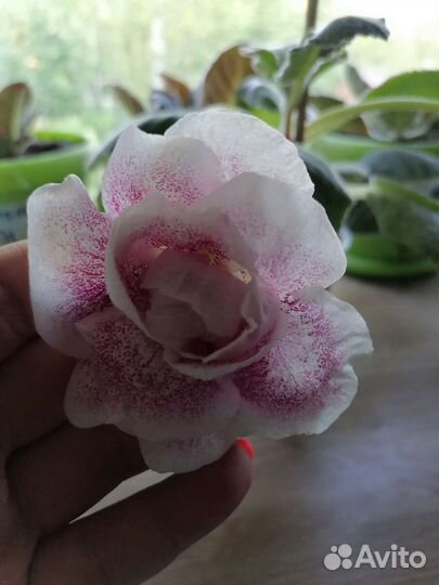 Глоксиния махровая