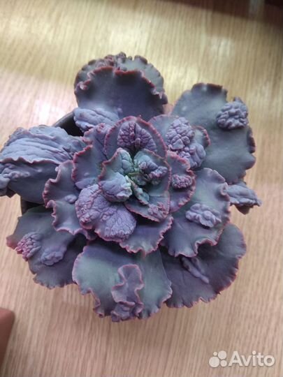 Эхеверии с наростами и капусты