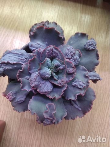 Эхеверии с наростами и капусты