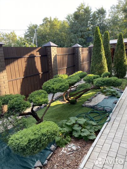 Плющ вечнозеленыйВсе виды Ландшафтных работ