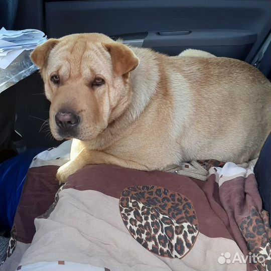 Шарпей метис