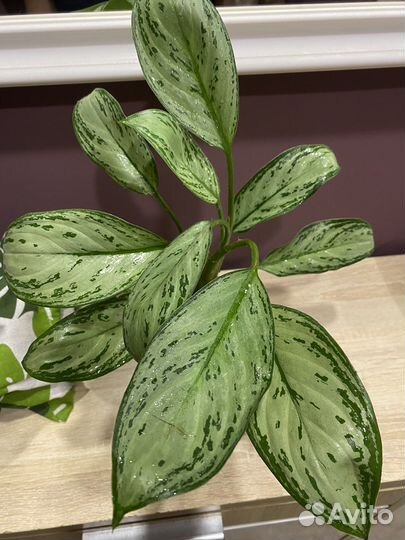 Аглаонема Сильвер Бей