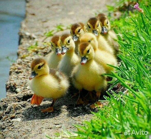 Домашняя птица