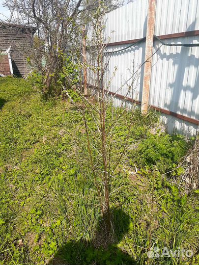 Облепиха, вишня, шиповник