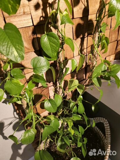 Эпипремнум