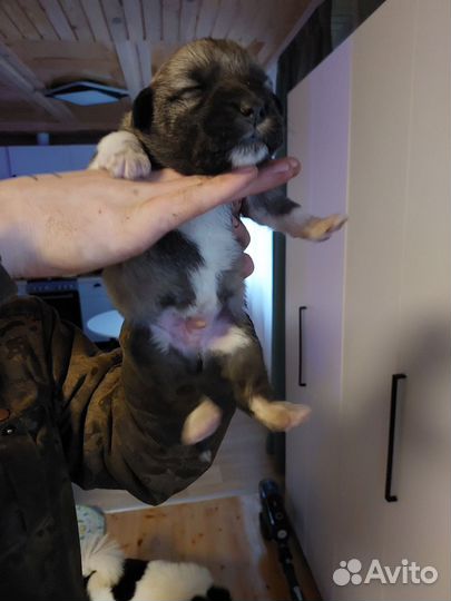 Щенки овчарки