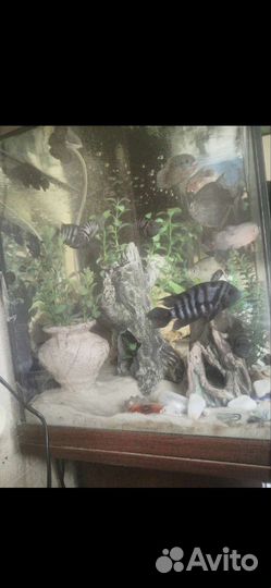 Аквариум с тумбой juwel 120 литров с рыбками