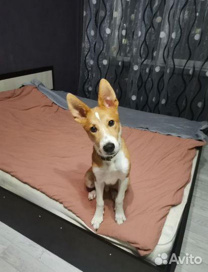 Щенок басенджи