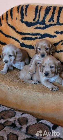 Кокер спаниель